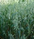 common oat ، جو دوسر